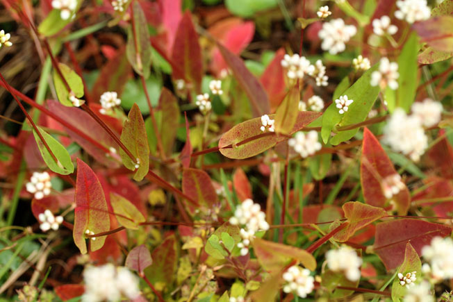 アキノウナギツカミ