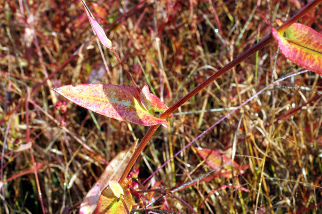 アキノウナギツカミ