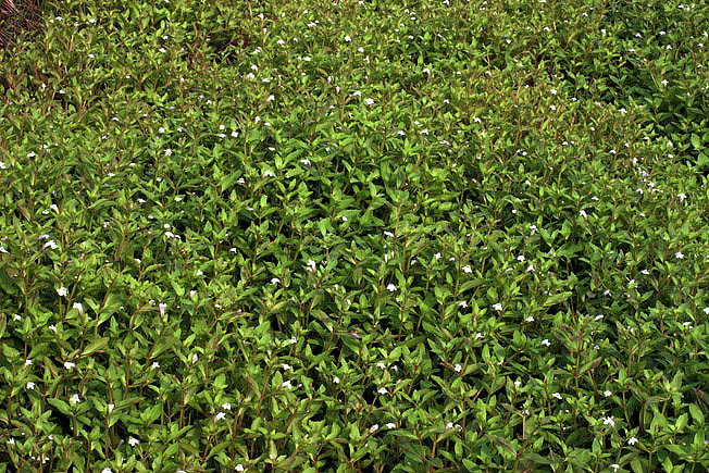 アメリカアゼナ