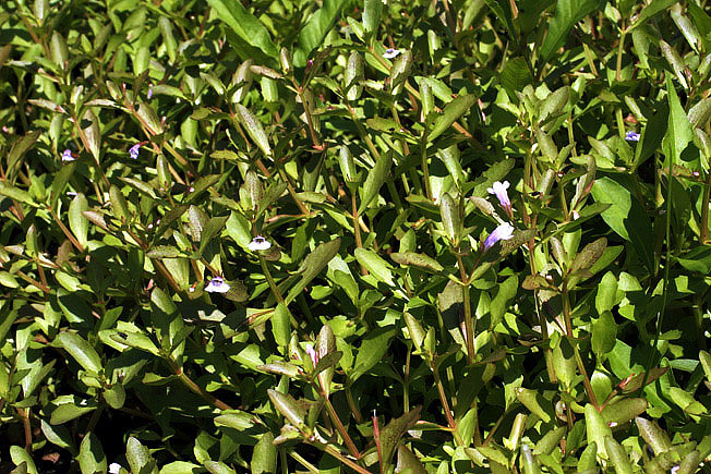 アメリカアゼナ