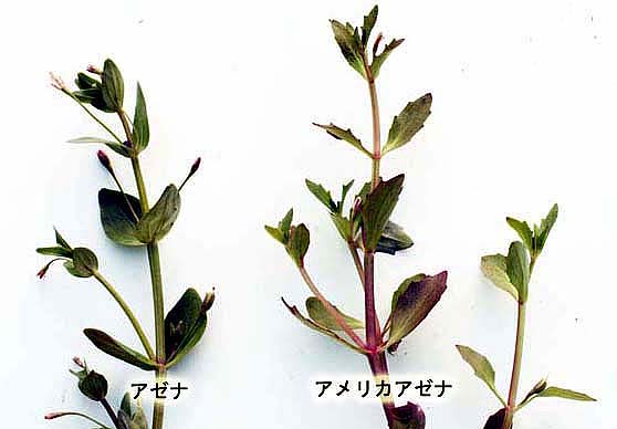 アメリカアゼナ