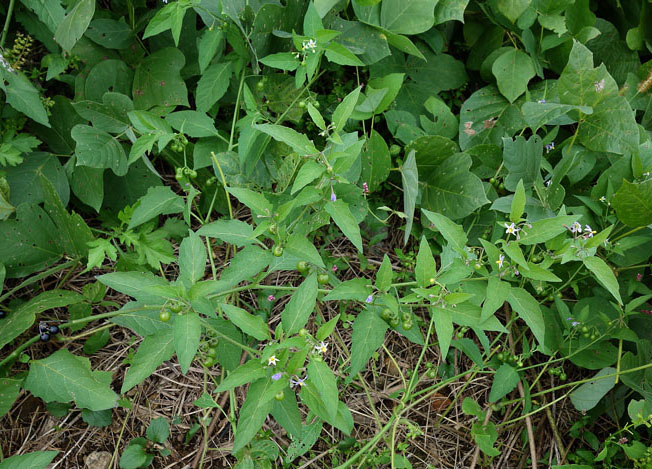 アメリカイヌホオズキ