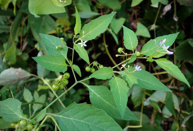 アメリカイヌホオズキ