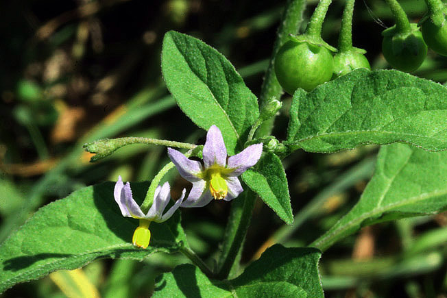 アメリカイヌホオズキ