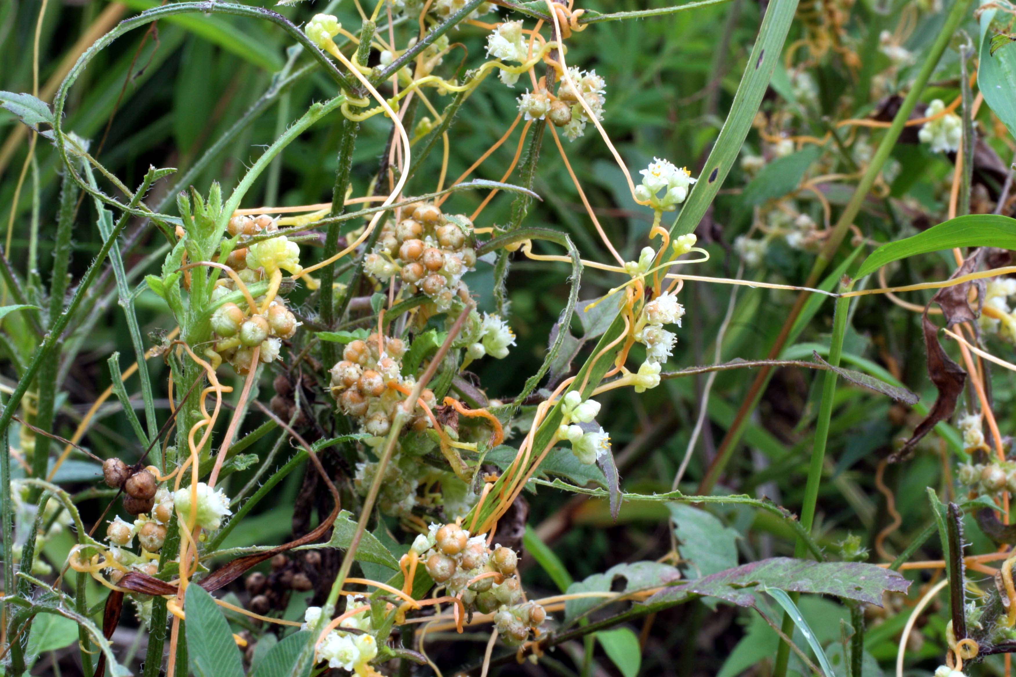 アメリカネナシカズラ