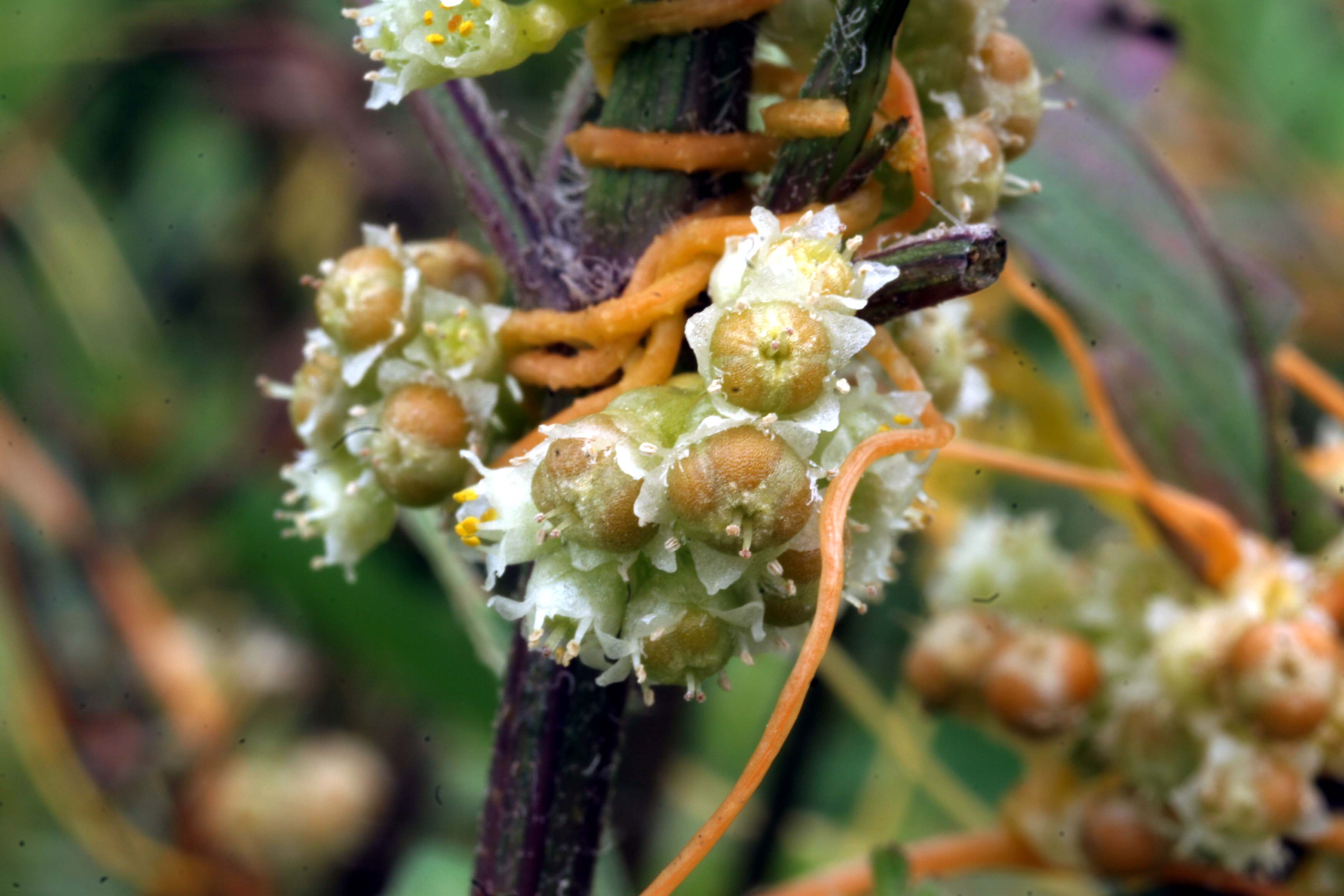アメリカネナシカズラ