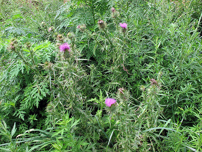 アメリカオニアザミ