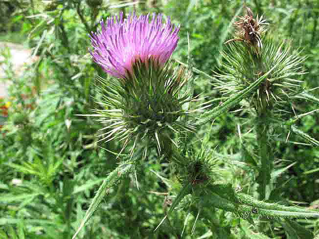 アメリカオニアザミ