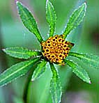 アメリカセンダングサ