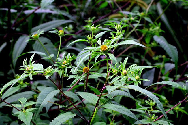 アメリカセンダングサ