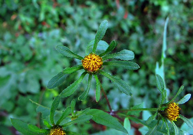 アメリカセンダングサ