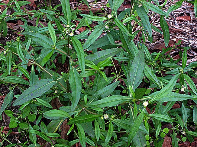 アメリカタカサブロウ