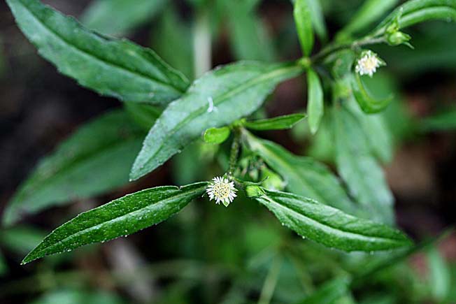 アメリカタカサブロウ