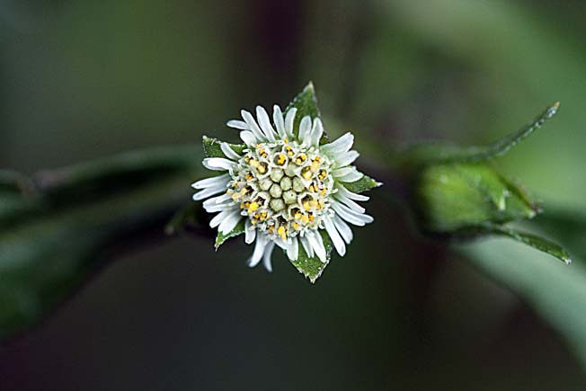 アメリカタカサブロウ