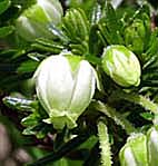 アオノツガザクラ