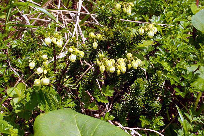 アオノツガザクラ