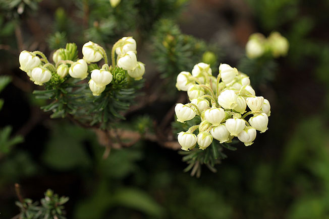 アオノツガザクラ