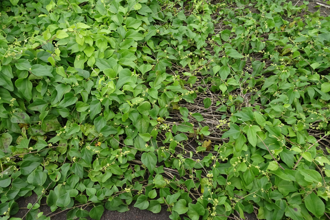 アオツヅラフジ