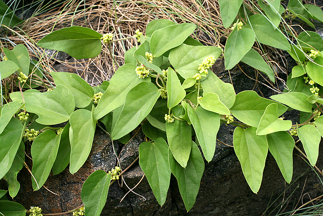 アオツヅラフジ