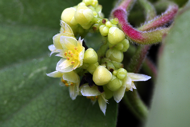 アオツヅラフジ