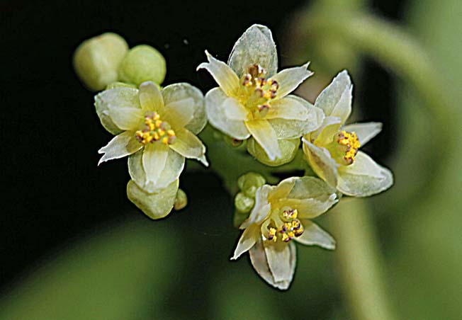 アオツヅラフジ