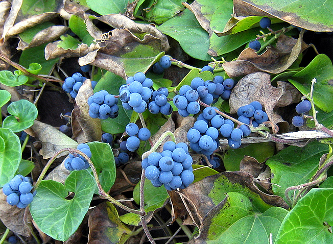 アオツヅラフジ