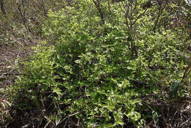 アラゲヒョウタンボク