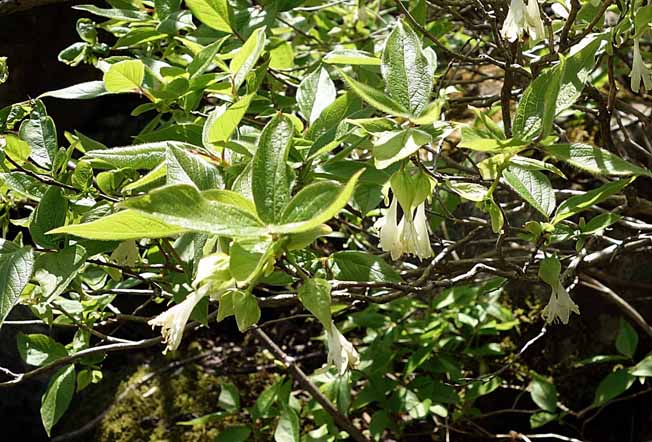 アラゲヒョウタンボク