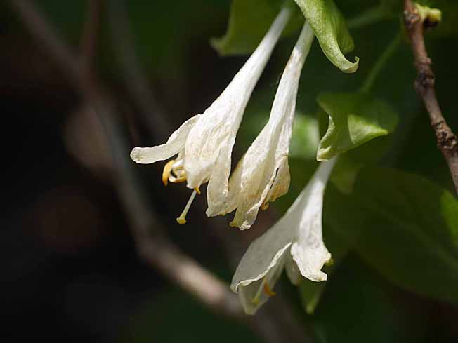 アラゲヒョウタンボク