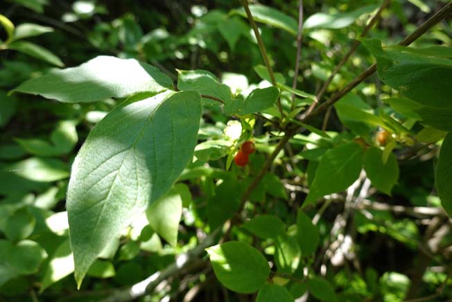 アラゲヒョウタンボク