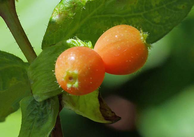 アラゲヒョウタンボク