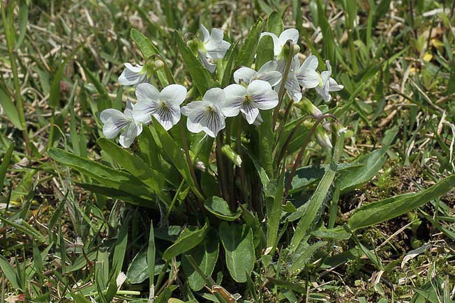 アリアケスミレ