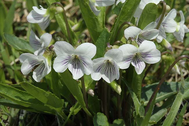 アリアケスミレ