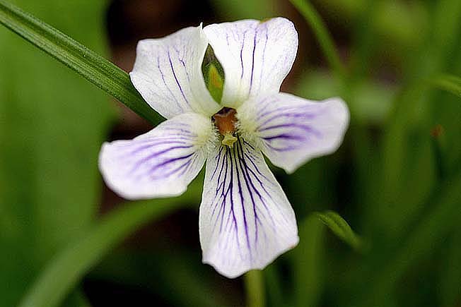 アリアケスミレ