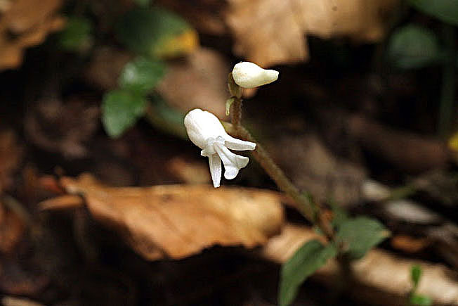 アリドウシラン