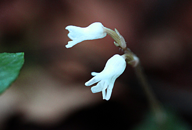 アリドウシラン