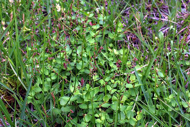 アリノトウグサ