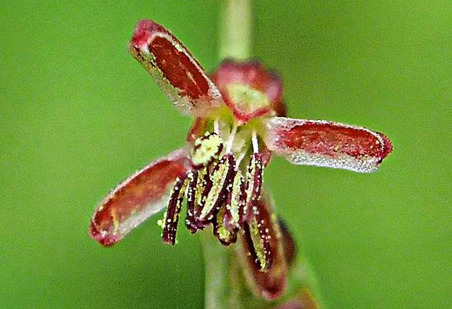 アリノトウグサ