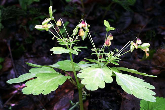 アズマシロガネソウ