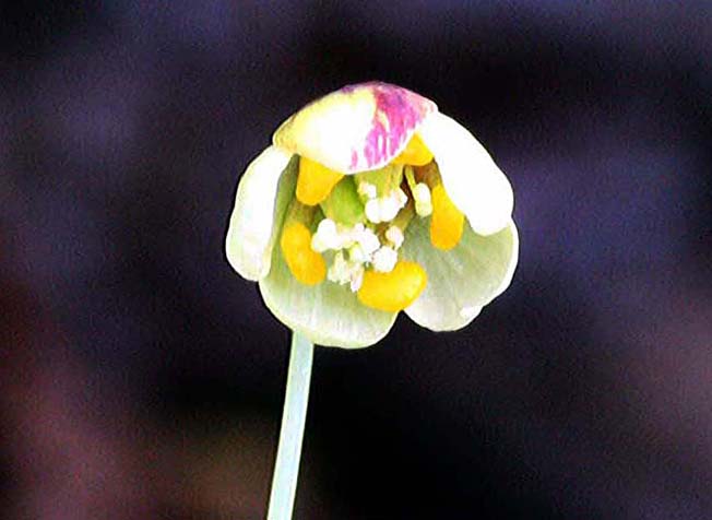 アズマシロガネソウ