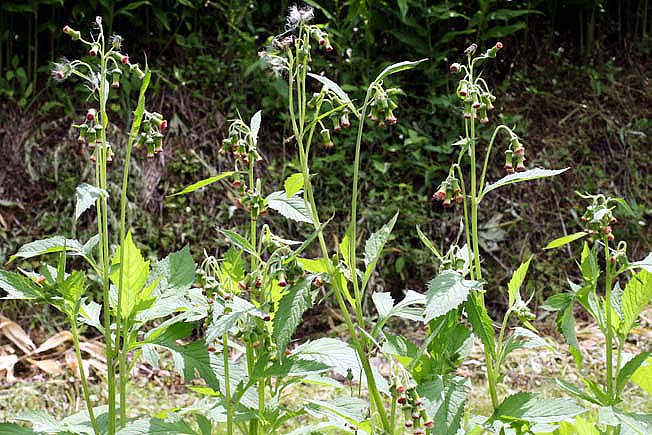 ベニバナボロギク