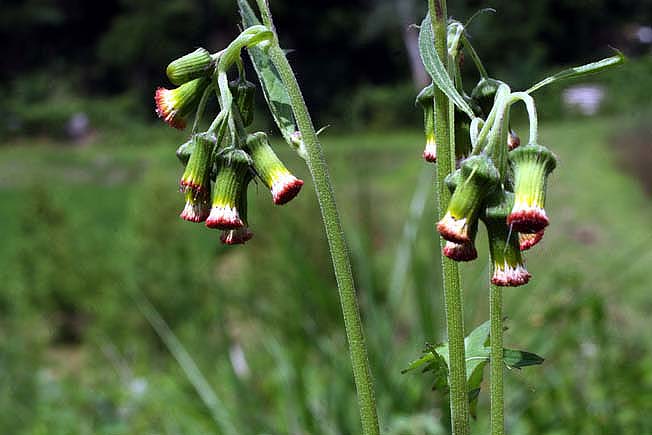ベニバナボロギク