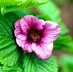 ベニバナイチゴ