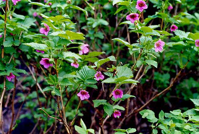 ベニバナイチゴ