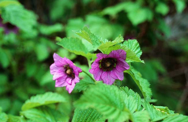 ベニバナイチゴ