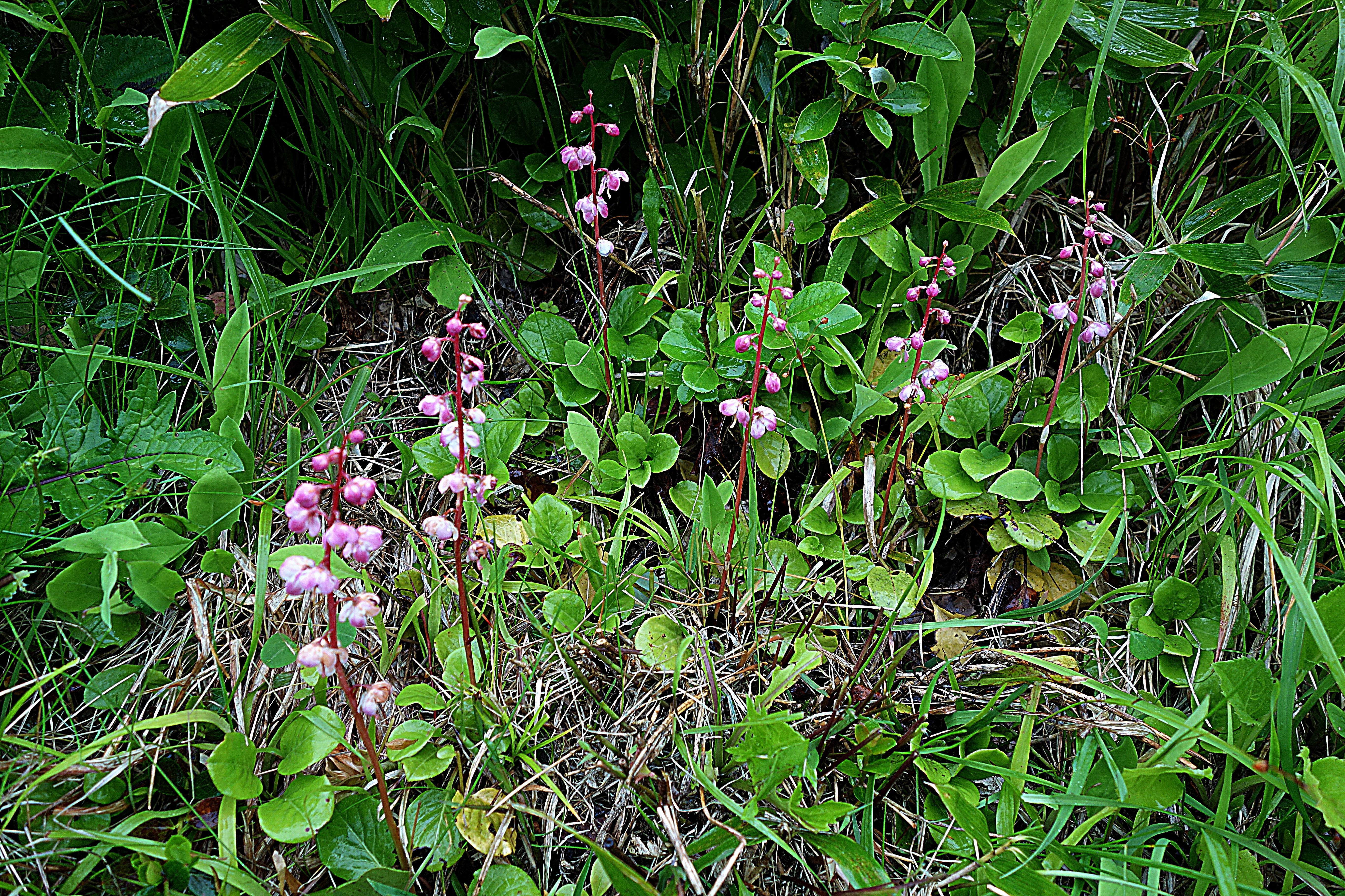 ベニバナイチヤクソウ