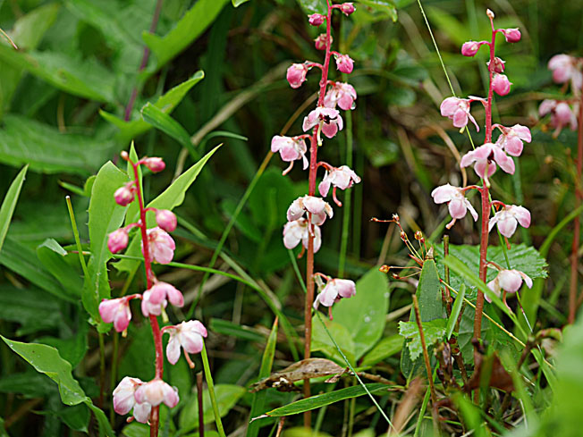 ベニバナイチヤクソウ