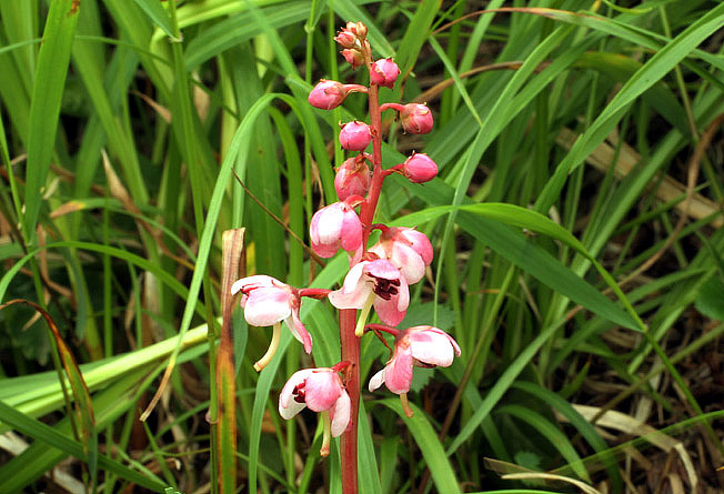 ベニバナイチヤクソウ