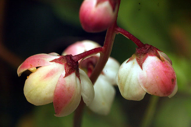 ベニバナイチヤクソウ