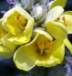 ビロウドモウズイカ